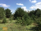 Działka na sprzedaż, 900 m2, cena: 207 000,00 PLN, Bobrowiec, kontakt: PL +48 601 330 070
